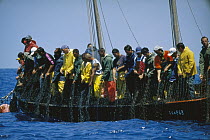 Atlantic Bluefin Tuna (Thunnus thynnus) harvest with men pulling up net, Sardinia, Italy