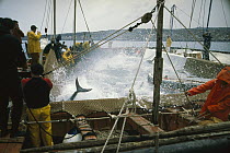 Atlantic Bluefin Tuna (Thunnus thynnus) mattanza, which is the annual harvesting of tuna in Sardinia, here fish are whipped into a frenzy as a net draws them together, Sardinia, Italy