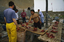 Atlantic Bluefin Tuna (Thunnus thynnus) pieces divided up among the fishermen after the harvest, Sardinia, Italy