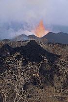 Volcanic eruption, new splatter cones on vegetated crater with lava fountain from radial fissure, February 1995, Fernandina Island, Galapagos Islands, Ecuador
