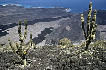 Cactus (Jasminocereus sp) on steep eastern flank of Wolf Volcano, which is streaked with recent lava flows, Isabella Island, Galapagos Islands, Ecuador