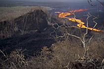 Lava flowing around previously vegetated shield volcano flank scalding trees, February 1995, Fernandina Island, Galapagos Islands, Ecuador