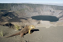 Galapagos Land Iguana (Conolophus subcristatus) overlooking 1, 000 meter deep active caldera, Fernandina Island, Galapagos Islands, Ecuador