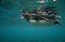 Galapagos Penguin (Spheniscus mendiculus) underwater in feeding foray in coastal shallows, Bartolome Island, Galapagos Islands, Ecuador
