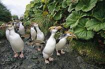Royal Penguin (Eudyptes schlegeli) group walking to colony past Macquarie Island Cabbage (Stilbocarpa polaris) both endemic to Macquarie Island, Australia