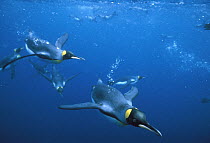 King Penguin (Aptenodytes patagonicus) group swimming underwater offshore from breeding colony, Macquarie Island, sub-Antarctica Australia