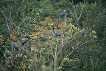 Blue and Yellow Macaw (Ara ararauna) mixed flock sharing Erythrina tree with Mealy Parrot (Amazona farinosa) flock, Tambopata-Candamo Reserved Zone, Amazon basin, Peru