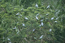 Mealy Parrot (Amazona farinosa) group in rainforest canopy, Tambopata-Candamo Reserve, Amazon Basin, Peru