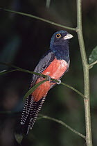 Blue-crowned Trogon (Trogon curucui) male hunting insects in understory, Tambopata-Candamo Reserve, Amazon Basin, Peru