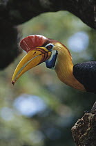 Sulawesi Red-knobbed Hornbill (Aceros cassidix) male delivering Figs to female sealed in hollow tree nest cavity, Tangkoko-Dua Saudara Nature Reserve, Sulawesi, Indonesia