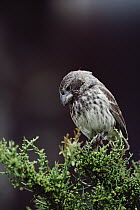 Medium Ground-Finch (Geospiza fortis) female in breeding plumage, Santa Cruz Island, Galapagos Islands, Ecuador