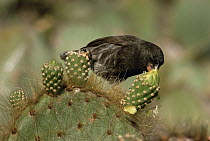 Common Cactus-Finch (Geospiza scandens) feeding on (Opuntia sp) cactus bud, Tower Island, Galapagos Islands, Ecuador