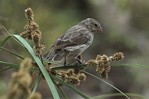 Small Ground-Finch (Geospiza fuliginosa) female feeding on sedge seeds, Santa Cruz Island, Galapagos Islands, Ecuador