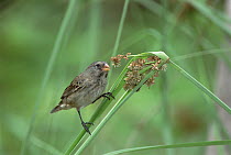Small Ground-Finch (Geospiza fuliginosa) feeding on sedge seeds, Santa Cruz Island, Galapagos Islands, Ecuador