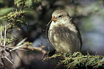 Small Tree-Finch (Camarhynchus parvulus) with nesting material, Santa Cruz Island, Galapagos Islands, Ecuador