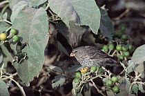 Vegetarian Tree Finch (Camarhynchus crassirostris) male eating Poroporo fruit (Solanum laciniatum), Fernandina Island, Galapagos Islands, Ecuador