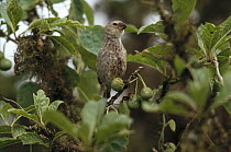 Vegetarian Finch (Platyspiza crassirostris) eating Poroporo (Solanum laciniatum) fruit, Santa Cruz Island, Galapagos Islands, Ecuador