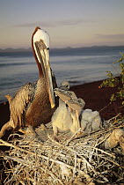 Brown Pelican (Pelecanus occidentalis) parent guarding nestlings in salt bush thickets, Rabida Island, Galapagos Islands, Ecuador
