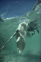 Brown Pelican (Pelecanus occidentalis) catching mullet underwater, Turtle Bay, Santa Cruz Island, Galapagos Islands, Ecuador