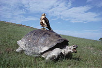 Volcan Alcedo Giant Tortoise (Chelonoidis nigra vandenburghi) with Galapagos Hawk (Buteo galapagoensis) perched on back, Alcedo Volcano, Isabella Island, Galapagos Islands, Ecuador