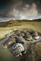 Galapagos Giant Tortoise (Chelonoidis nigra) group wallowing in seasonal pool on caldera rim, Alcedo Volcano, Isabella Island, Galapagos Islands, Ecuador