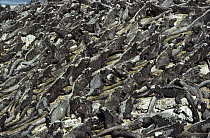 Marine Iguana (Amblyrhynchus cristatus) colony basking on lava coast, Punta Espinosa, Fernandina Island, Galapagos Islands, Ecuador