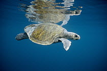 Olive Ridley Sea Turtle (Lepidochelys olivacea) swimming in open ocean, Galapagos Islands, Ecuador