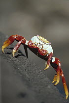 Sally Lightfoot Crab (Grapsus grapsus) near tide line, Santiago Island, Galapagos Islands, Ecuador