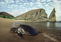 Green Sea Turtle (Chelonia mydas) female hauling out on beach, Bartolome Island, Galapagos Islands, Ecuador
