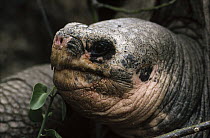 Pinta Island Galapagos Tortoise (Chelonoidis nigra abingdoni), Lonesome George, the last survivor of his race, Darwin Reserve Station, Santa Cruz Island, Galapagos Islands, Ecuador
