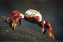 Sally Lightfoot Crab (Grapsus grapsus) portrait near tide line, Galapagos Islands, Ecuador