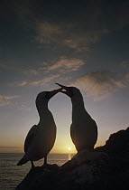 Masked Booby (Sula dactylatra) pair courting at sunset, Daphne Island, Galapagos Islands, Ecuador