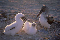 Blue-footed Booby (Sula nebouxii) mother with two chicks, Seymour Island, Galapagos Islands, Ecuador