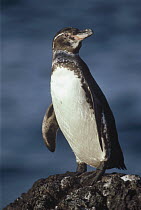 Galapagos Penguin (Spheniscus mendiculus) portrait, Bartolome Island, Galapagos Islands, Ecuador