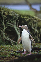 Yellow-eyed Penguin (Megadyptes antipodes) returning to nest in rata forest, Enderby Island, Auckland Islands, New Zealand