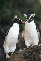 Fiordland Crested Penguin (Eudyptes pachyrhynchus) courting couple allopreening each other, Monroe Beach, West Coast, South Island, New Zealand