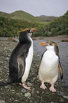 Royal Penguin (Eudyptes schlegeli) pair on landing beach, Sandy Bay, Macquarie Island, Australia
