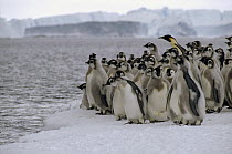 Emperor Penguin (Aptenodytes forsteri) fledgling chicks go to sea with a single adult, Cape Darnley, Davis Sea, Antarctica