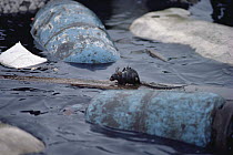 Black Rat (Rattus rattus) escaping from sinking ship Marine Iguana, Academy Bay, Santa Cruz Island, Galapagos Islands, Ecuador