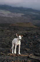 Feral Dog (Canis familiaris) standing on lava field, wild population established over a century ago, Isabella Island, Galapagos Islands, Ecuador
