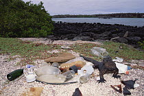 Marine Iguana (Amblyrhynchus cristatus) shares habitat with seaborne trash from shipping trade, Academy Bay, Santa Cruz Island, Galapagos Islands, Ecuador