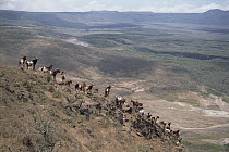 Feral Goat (Capra hircus) herd, new invasion causing rapid desertification of last Galapagos Tortoise stronghold, Alcedo Volcano, Isabella Island, Galapagos Islands, Ecuador