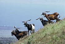 Feral Goat (Capra hircus) herd in unnatural grasslands formerly covered by dense forest, Santiago Island, Galapagos Islands, Ecuador