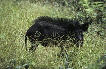 Feral Pig (Sus scrofa) old boar in grassland, Santiago Island, Galapagos Islands, Ecuador
