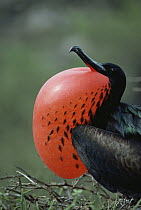 Great Frigatebird (Fregata minor) male in courtship display with fully inflated gular air pouch, Tower Island, Galapagos Islands, Ecuador