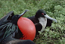 Great Frigatebird (Fregata minor) pair courting, male in full display with inflated gular air pouch, Tower Island, Galapagos Islands, Ecuador