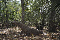Komodo Dragon (Varanus komodoensis) large male in monsoon forest, Komodo National Park, Komodo Island, Indonesia