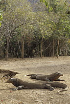 Komodo Dragon (Varanus komodoensis) two large males basking in sun, Komodo National Park, Komodo Island, Indonesia