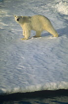 Polar Bear (Ursus maritimus) hunting on summer fjord ice, Spitsbergen, Svalbard, Norwegian Arctic