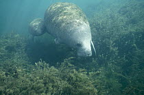 West Indian Manatee (Trichechus manatus) foraging on aquatic vegetation, Crystal River, Florida